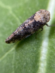 Paraphlepsius collitus