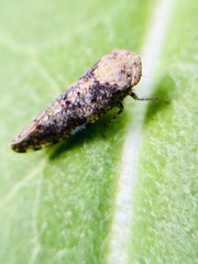 Paraphlepsius collitus