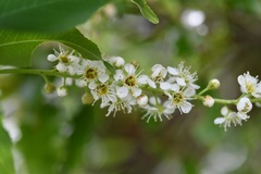 Prunus serotina capuli