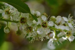 Prunus serotina capuli