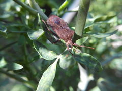 Anasa maculipes