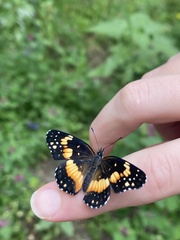 Chlosyne lacinia