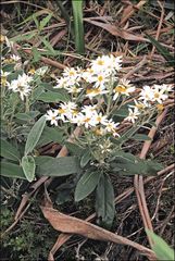 Olearia megalophylla