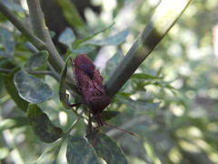 Anasa maculipes