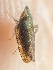 Scaphytopiini