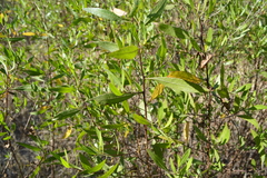 Tessaria dodonaeifolia