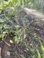 Androsace filiformis