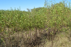 Tessaria dodonaeifolia