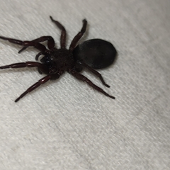 Scotophaeus scutulatus