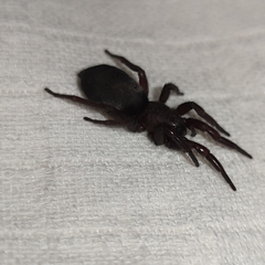 Scotophaeus scutulatus