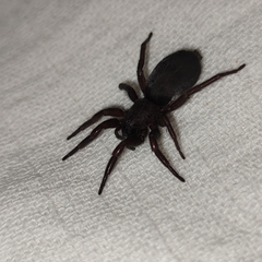 Scotophaeus scutulatus