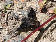 Hemipenthes morioides