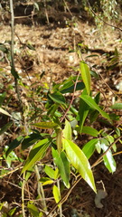Litsea glaucescens