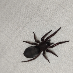 Scotophaeus scutulatus