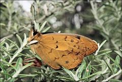 Heteronympha solandri
