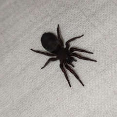 Scotophaeus scutulatus