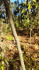 Litsea glaucescens