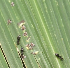 Technomyrmex pallipes