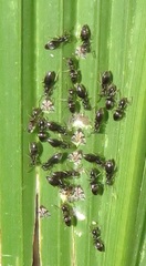 Technomyrmex pallipes