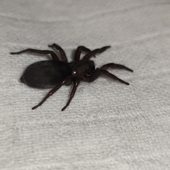 Scotophaeus scutulatus