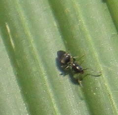 Technomyrmex pallipes