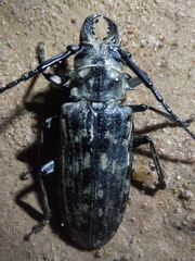 Tithoes maculatus