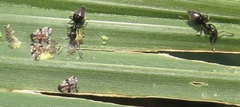 Technomyrmex pallipes
