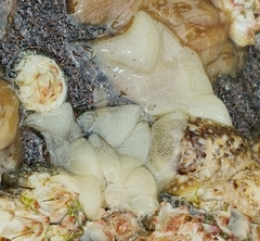 Onchidoris bilamellata