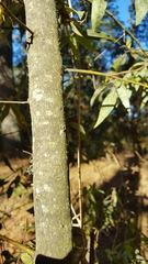 Litsea glaucescens