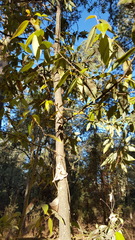 Litsea glaucescens