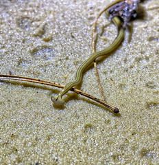 Diversibipalium multilineatum