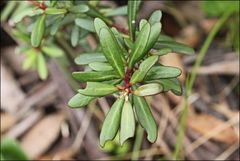 Tasmannia vickeriana