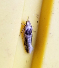 Pseudochelaria walsinghami