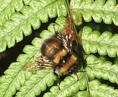 Bombus hortulanus