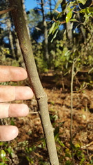 Litsea glaucescens