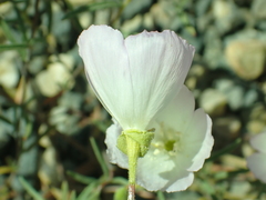 Clarkia arcuata