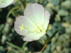 Clarkia arcuata