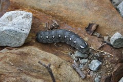 Hyles vespertilio