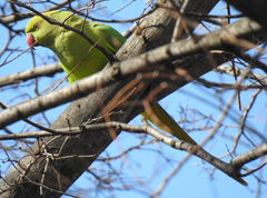 Psittacula krameri