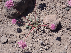 Calyptridium monospermum