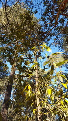 Litsea glaucescens