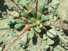 Calyptridium monospermum