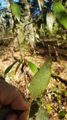 Litsea glaucescens