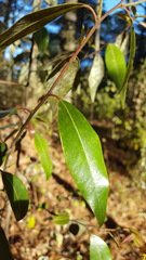 Litsea glaucescens