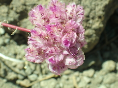 Calyptridium monospermum