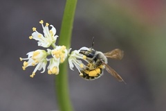 Andrena astragali