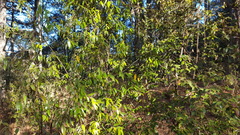 Litsea glaucescens