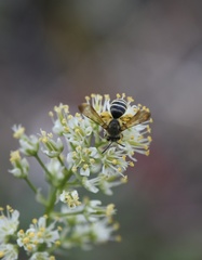 Andrena astragali