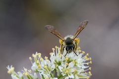 Andrena astragali