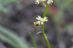 Andrena astragali